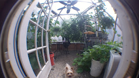Greenhouse Yorkie Guard Dog
