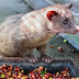 Biji Kopi Luwak