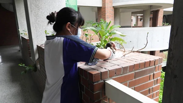 ▲彰化縣溪湖高中暑假期間教學區意外成飛禽樂園，一隻紅面番鴨跑到教室走廊花臺生蛋，並在同學的協助照料下，母鴨每天會生一顆蛋，鴨蛋數量已從4顆蛋增加到10顆蛋。（記者林明佑翻攝）