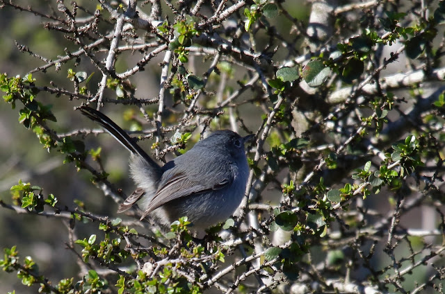 California Gnatcatcher