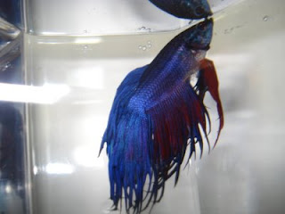 crowntail betta