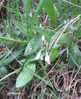 spring beauty, Claytonia rosea