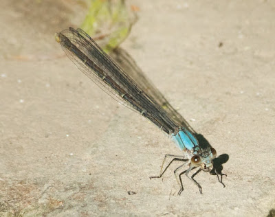 Powdered Dancer (Argia moesta)