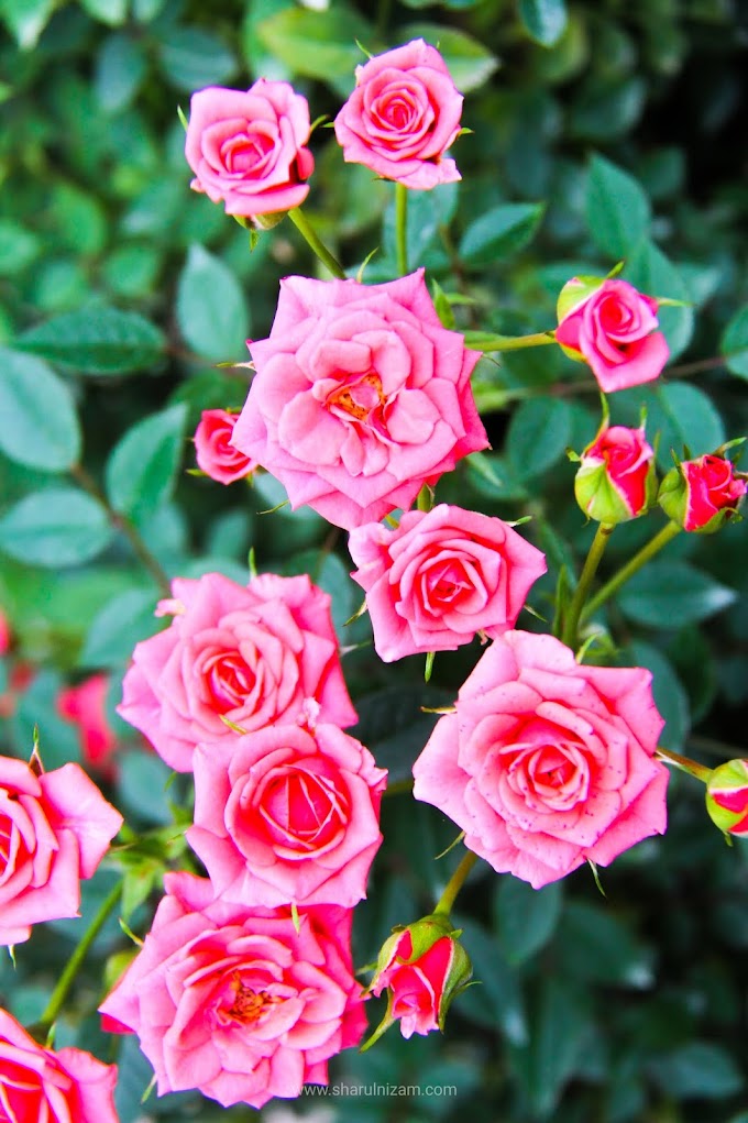 Menjadi Mat Bunga Di Rose Valley, Cameron Highlands