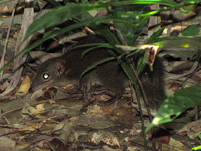 Common Tree Shrew (Tupaia glis)