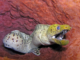 moray eel 2