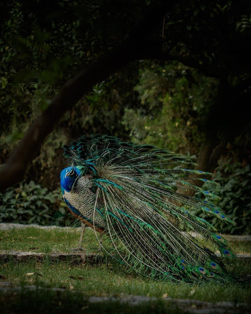 Peacock Pics