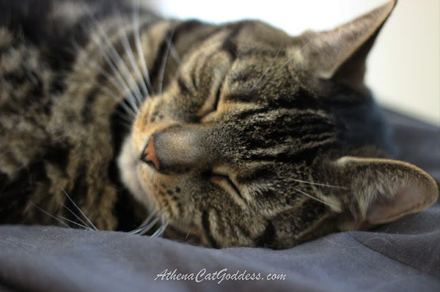 tabby cat sleeping