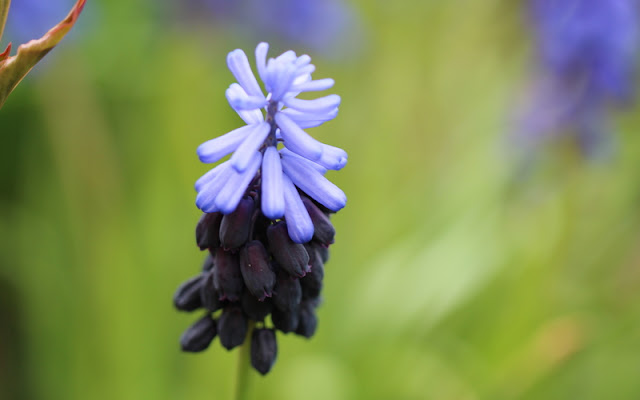 Muscari latifolium