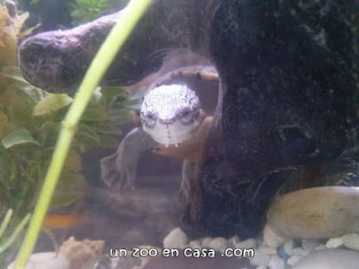 Acuario con Kinosternon hirtipes