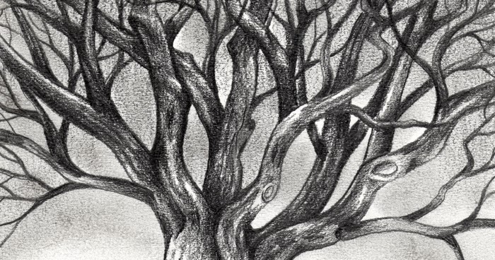 Sketsa Gambar Pohon  Gambar Pemandangan