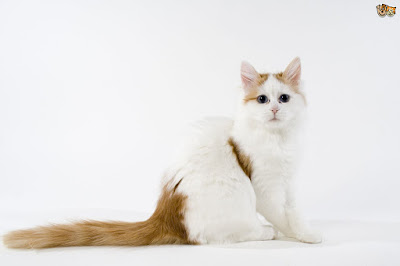 Kucing Turkish Van bulu tebal 