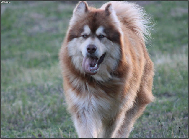 alaskan malamute