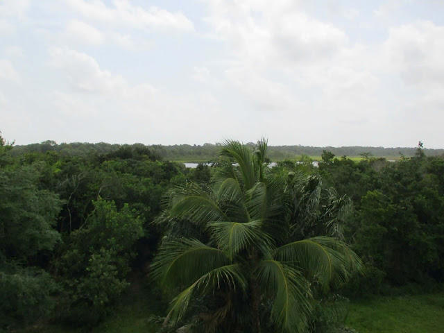 Guyane, Les pripris de yiyi, Sinnamary, Iracoubo, Kourou, observation des oiseaux, maison de la nature, faune et flore de Guyane, randonnée, parcours pédestre Guyane, conservatoire du littoral, SEPENGUY Guyane