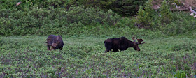 plural moose or mooses or meese, rocky mountain national park, CO, Colorado, Chris Baer