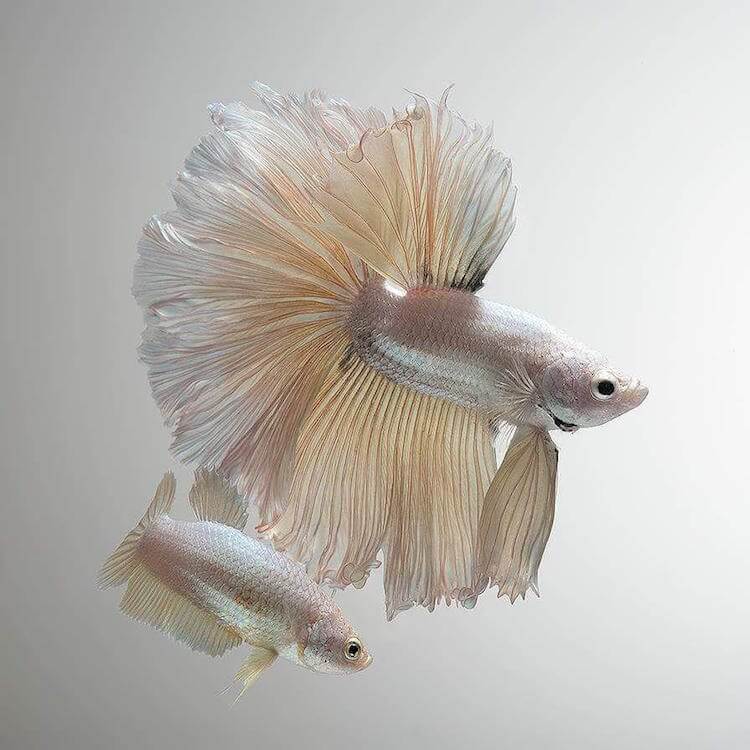 Breathtaking Siamese Fighting Fish Portraits Resemble Colorful Clouds of Ink in Water