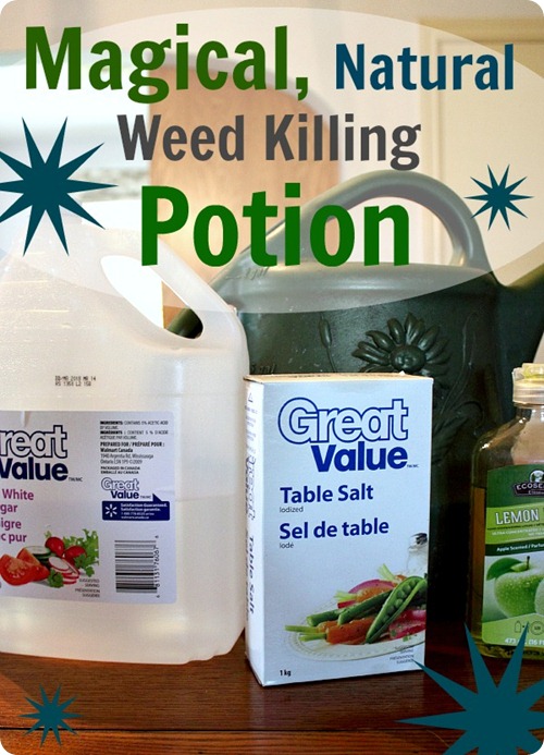 DIY natural weed killer 