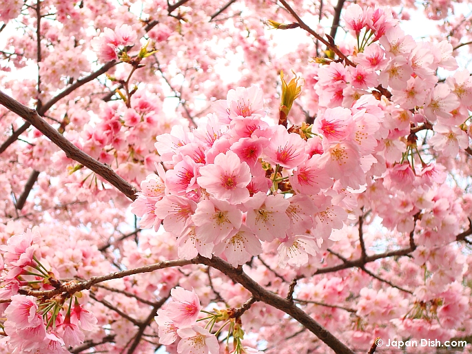 Belajar dari bunga sakura ~ Saripati Hikmah