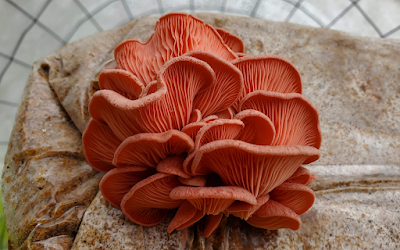 Pink Oyster Mushroom