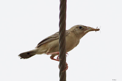 Zitting Cisticola