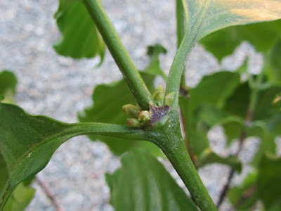 Gemme a Fiore Coffea arabica