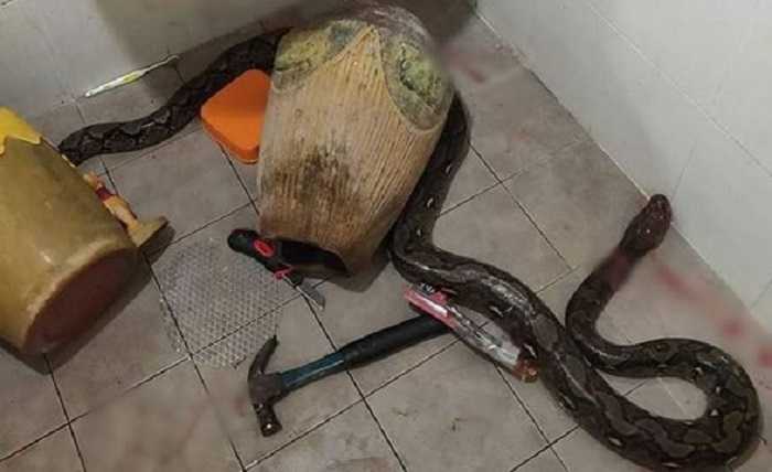 Mulher é atacada por cobra enquanto usava vaso sanitário
