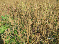 Amaranthus Seeding Τα άγρια φαγώσιμα χόρτα της Ελλάδας!