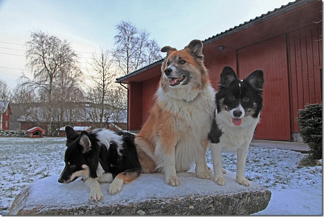 08des2011_julebilder_5542
