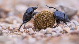 Top 16 Interesting Facts about Dung Beetles