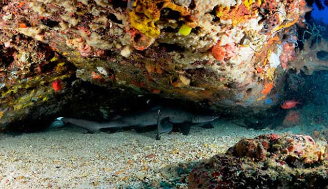 MENYELAM DI PULAU BANGKA, MINAHASA UTARA