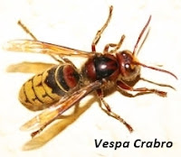 Vespa Europeia - Crabro