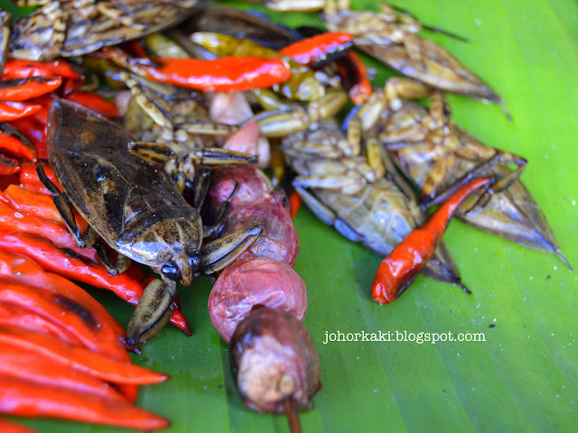 What-Insects-Eat-Bangkok