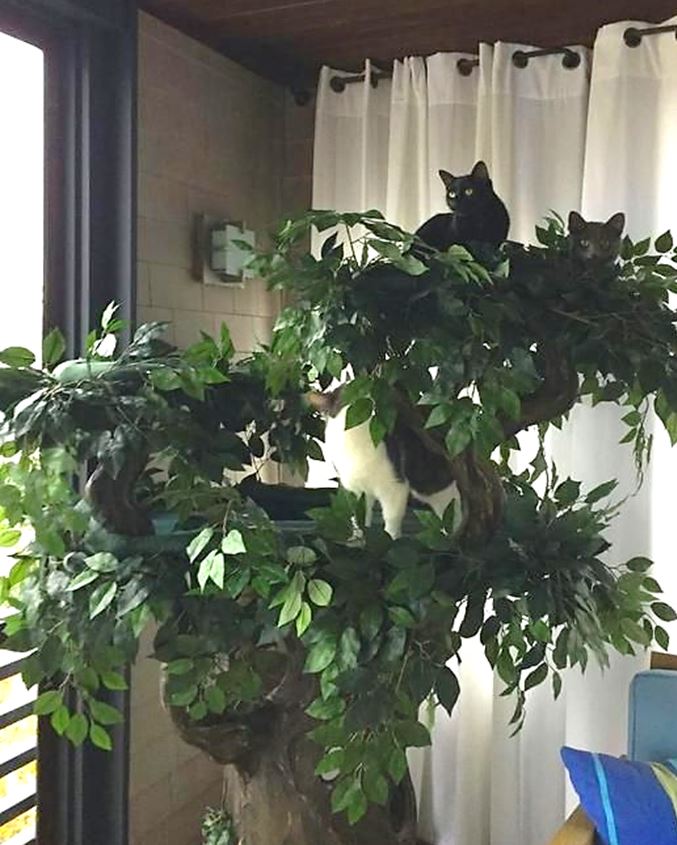 Large Cat Trees for Multiple Cats