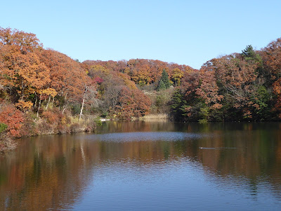 12月の白旗池 紅葉