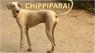 Chippiparai the Indian Originated Hound Dog