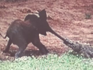 Image "Gajah di gigit buaya (Foto: kompas.com )