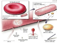 Struktur Virus dan Sifat Virus