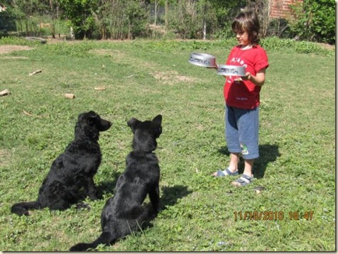 Educación y adiestramiento canino