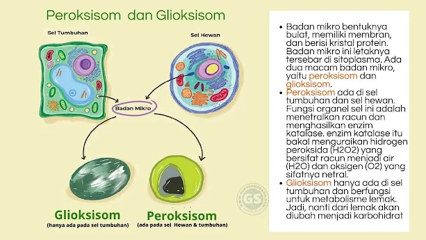 Organel sel Peroksisom berukuran mirip dengan lisosom dan dapat ditemukan dalam semua sel eukariota. Organel ini dinamai demikian karena biasanya mengandung satu atau lebih enzim yang terlibat dalam reaksi oksidasi yang  menghasilkan hidrogen peroksida (H₂O₂).