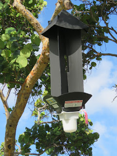 Coconut rhinoceros beetle trap, Ala Moana Regional Park - Waikiki, HI