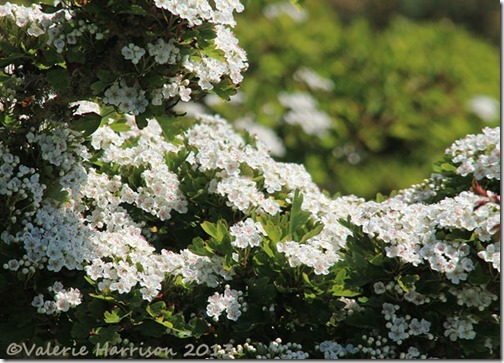 51-hawthorn