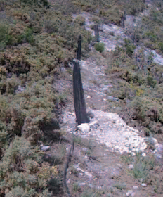 Imagen de Navarro Cerrillo, Fuente: "Producción y manejo de semillas y plantas forestales" (2013), página 75.