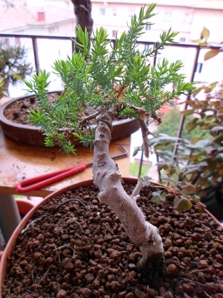 juniperus procumbens nana