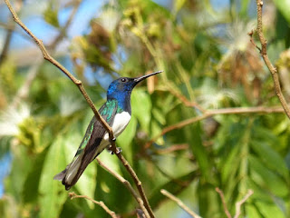 Colibri jacobin - Florisuga mellivora - Jacobine