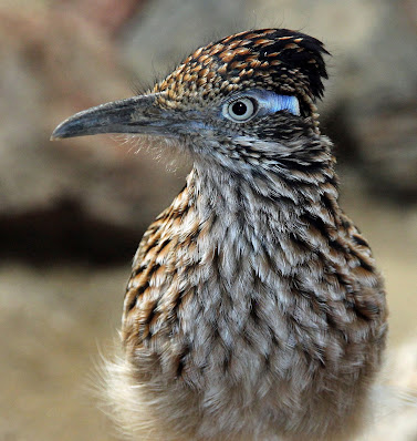 Roadrunner