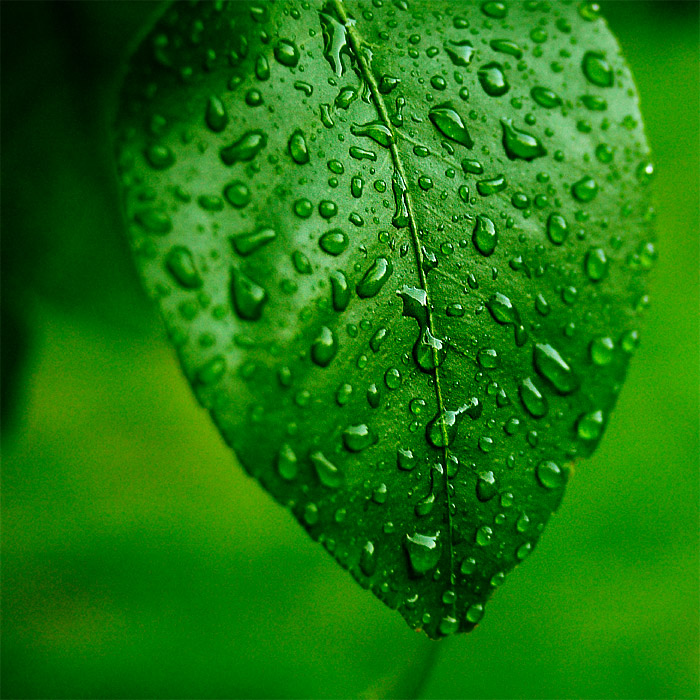 Green Leaves