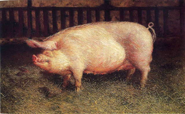 pig at night image