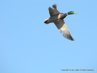 Mallards Flying