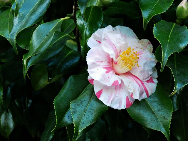 Camellia in Cornwall