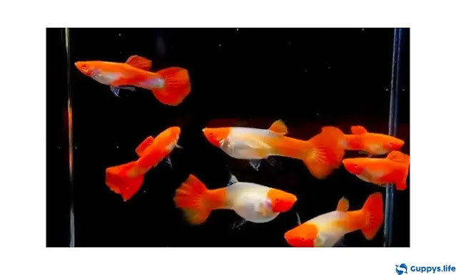 Albino Red Tail Guppy